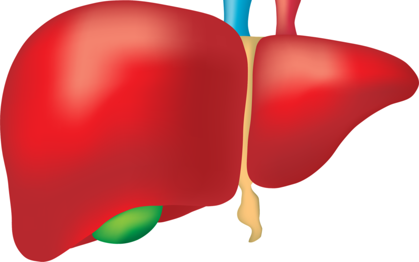 liver
